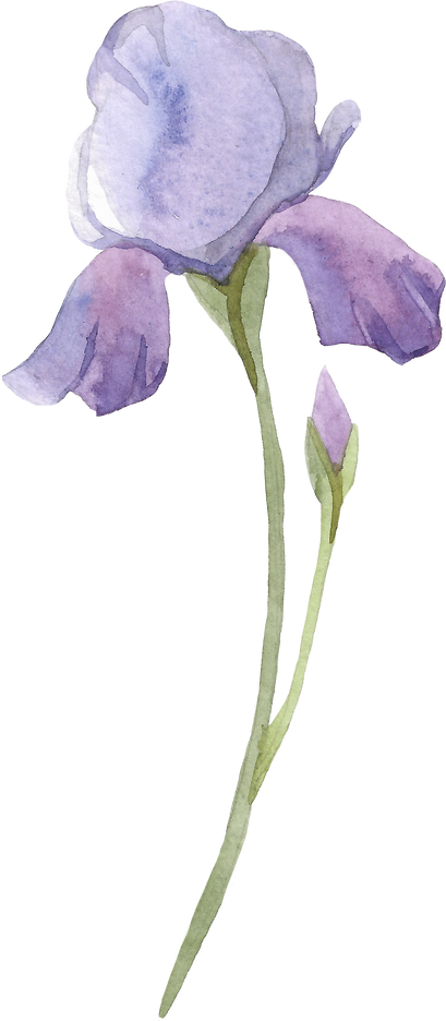 iris flower watercolor