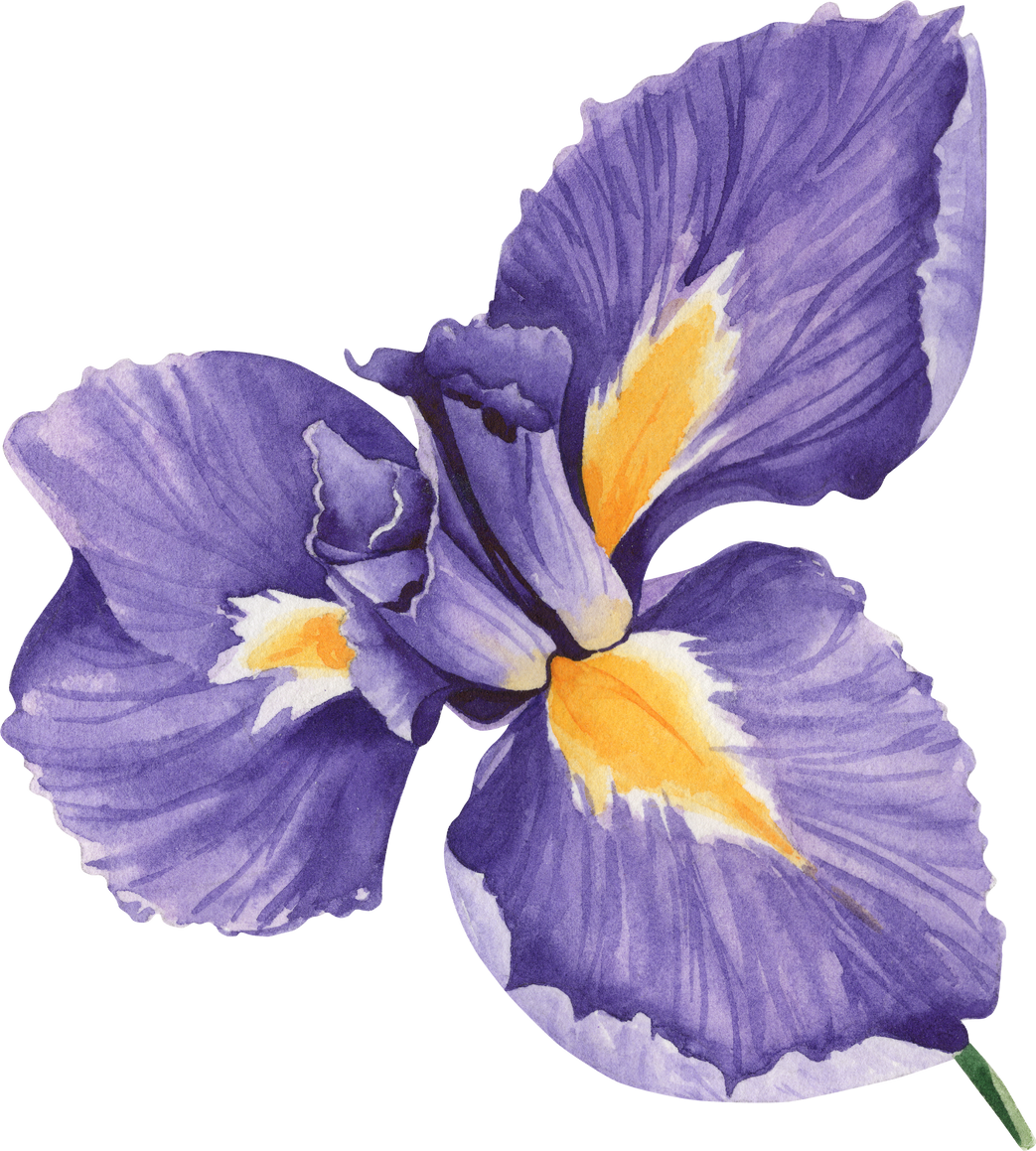 Watercolor Floral Illustration Iris Flower