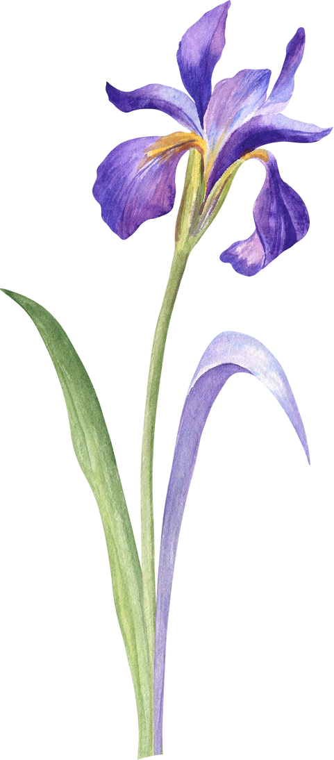 Iris Flower with Purple Leaf Watercolor