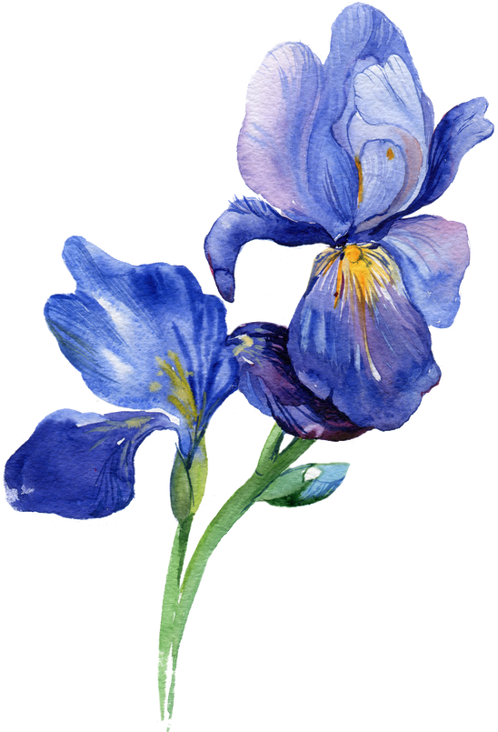 Iris Watercolor Element